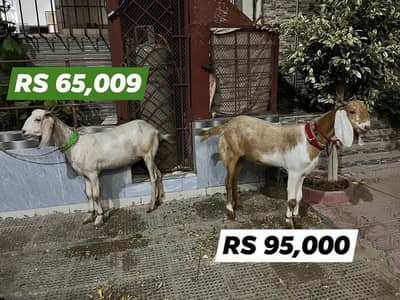 2 DANT KHASSI Bakra for Sale for Qurbani 2026