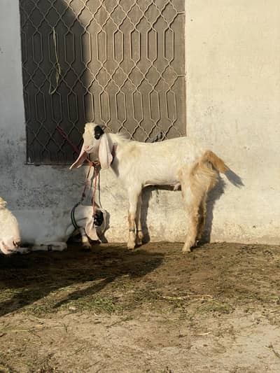 Male goat