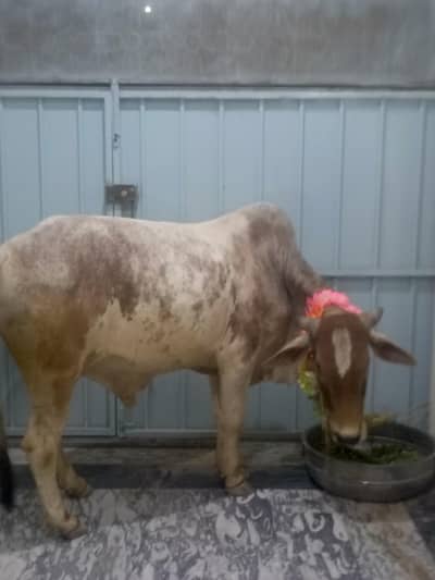 bull for qurnbani