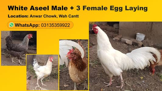 Aseel White Murga and Golden Misree Hens for Urgent sale