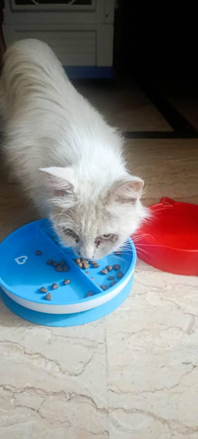 Kisi ki Cat lost ho hi ha