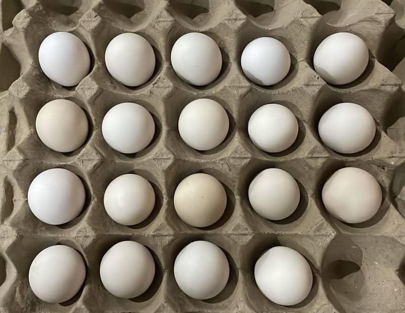 Bantam eggs 6
