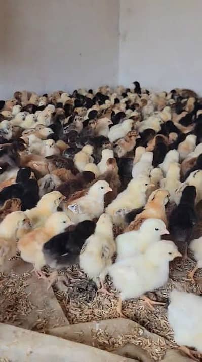 Golden Misri or Duck chick's