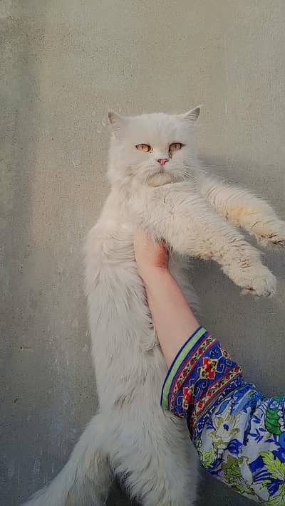 Pure Persian female cat
