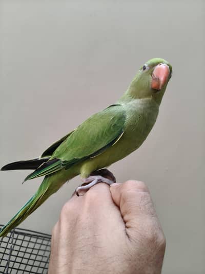 Green Ringneck parrot | parrot for sale healthy and  ringneck parrot