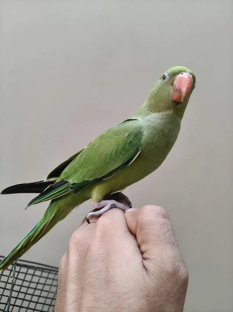 Green Ringneck parrot | parrot for sale healthy and  ringneck parrot