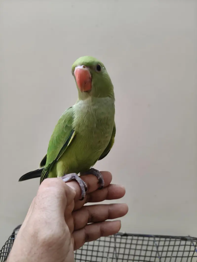 Green Ringneck parrot | parrot for sale healthy and  ringneck parrot — photo 2