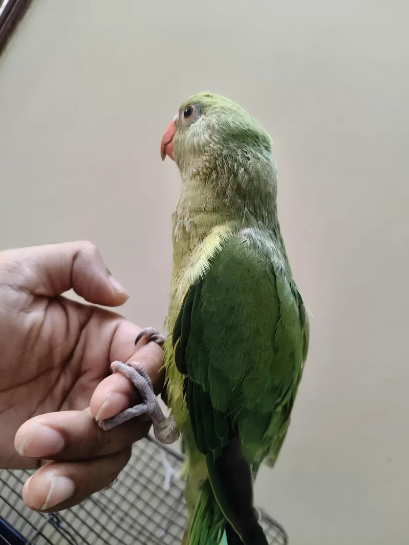 Green Ringneck parrot | parrot for sale healthy and  ringneck parrot — photo 3