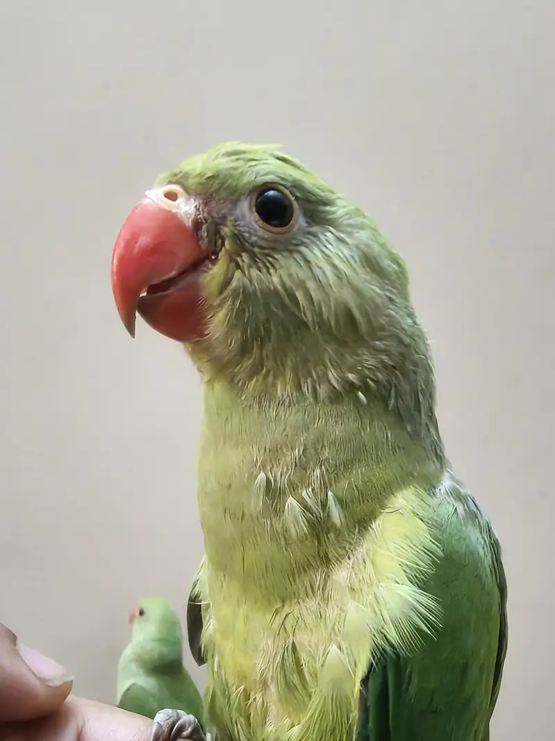 Green Ringneck parrot | parrot for sale healthy and  ringneck parrot — photo 4