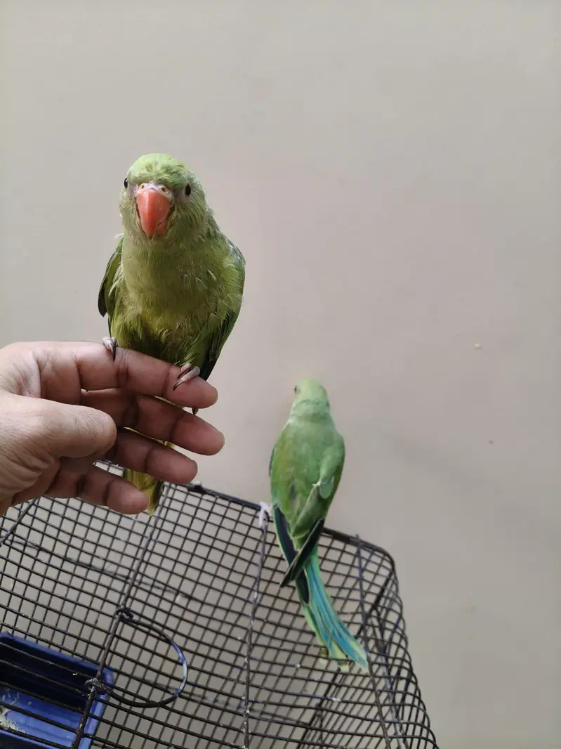 Green Ringneck parrot | parrot for sale healthy and  ringneck parrot — photo 5
