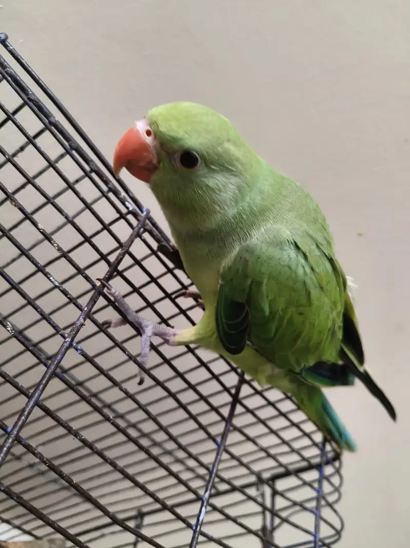 Green Ringneck parrot | parrot for sale healthy and  ringneck parrot — photo 6