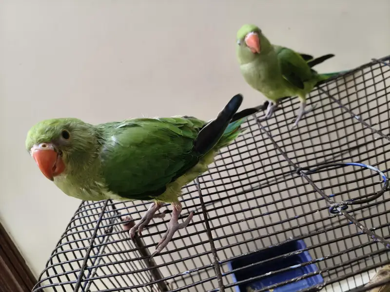 Green Ringneck parrot | parrot for sale healthy and  ringneck parrot — photo 7