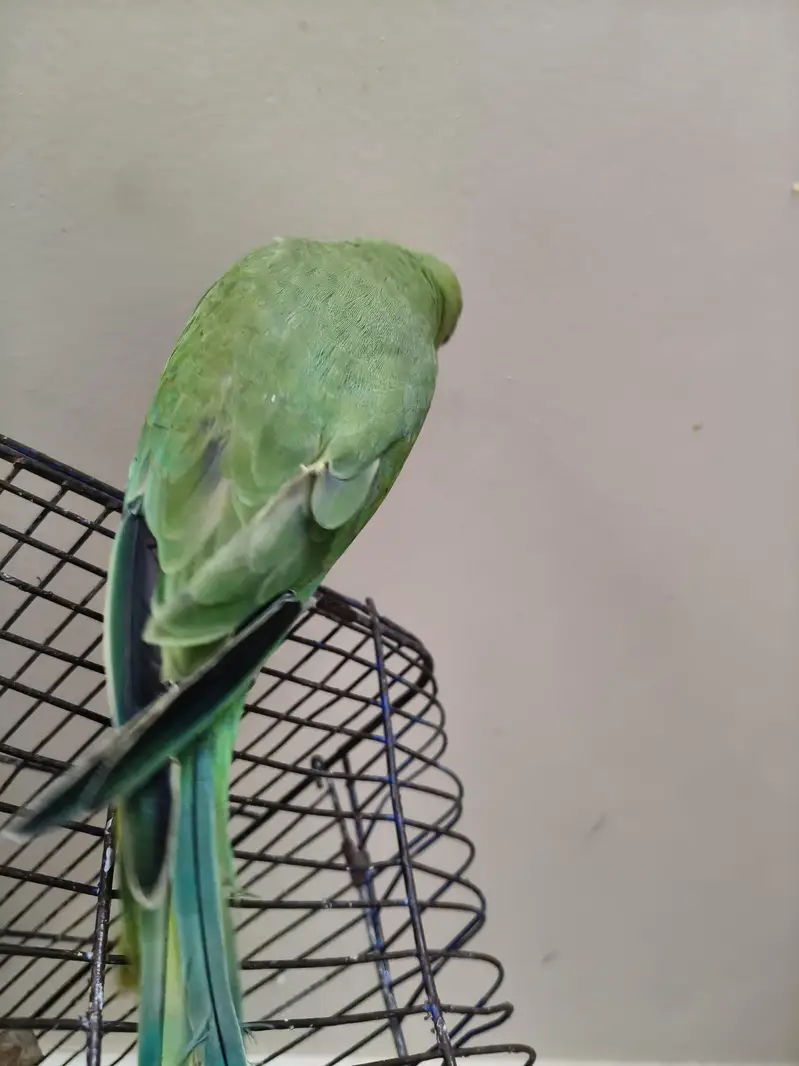 Green Ringneck parrot | parrot for sale healthy and  ringneck parrot — photo 8
