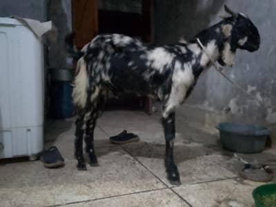 Bakra srf. 60000