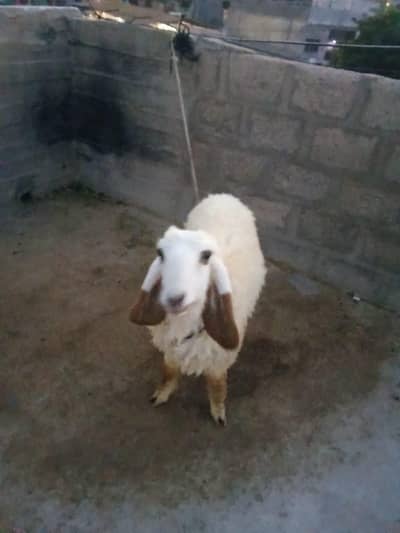 Sheep white colour
