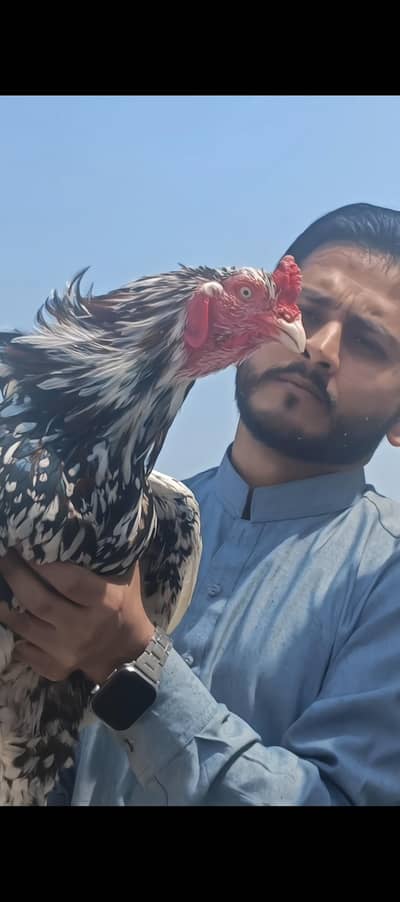 Aseel Cheena 03224727702