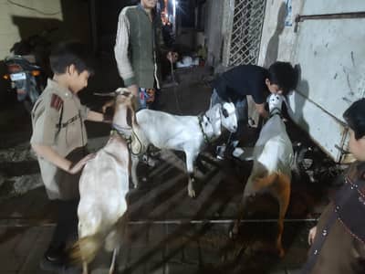 3 bakras for sale