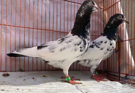 Teddy Pigeons bredr pair
