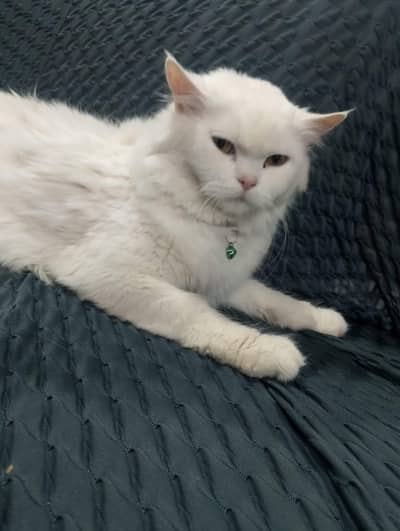 my cat
