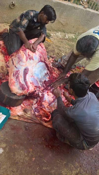 qasai Bakra cow Camel 03452812862