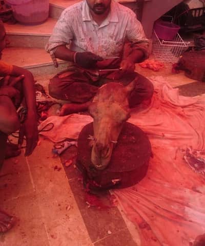 qasai Bakra cow Camel 03452812862