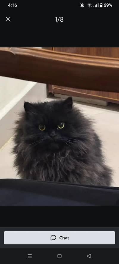 my cat