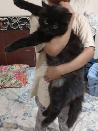very nice  cats