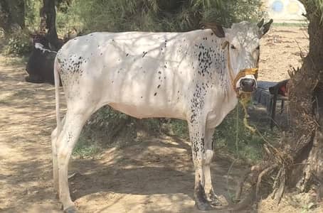 Verhi (cow) For Qurbani