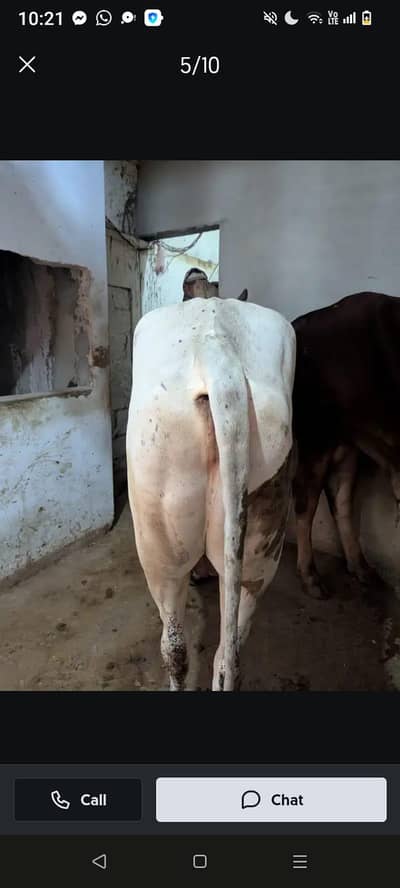 Cow 2 dant qurbani