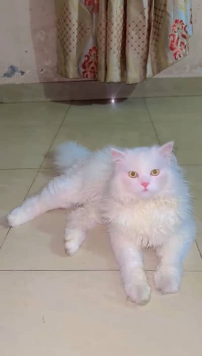 Pure Persian