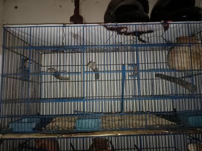 Cage for braids and Hans