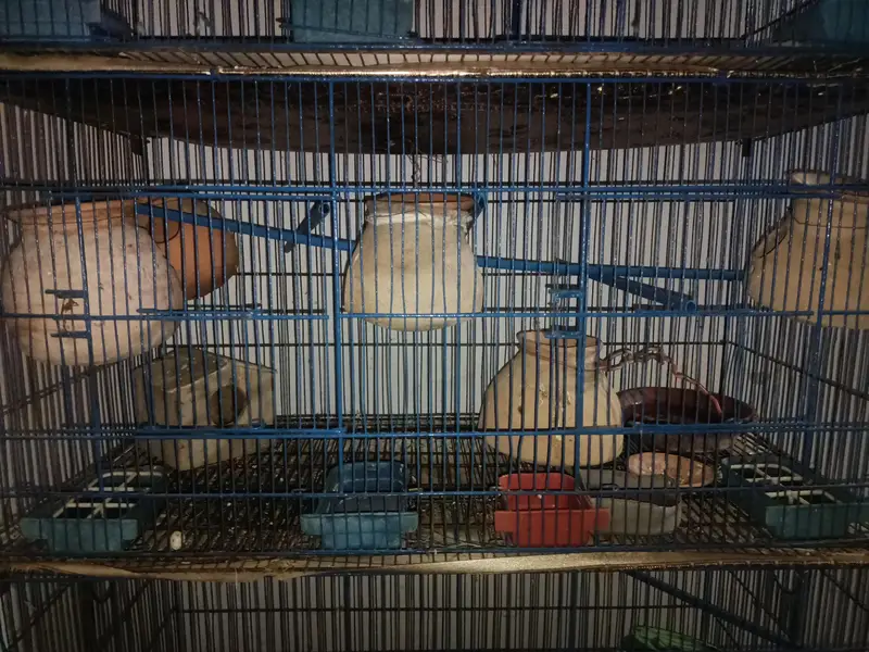 Cage for braids and Hans — photo 2