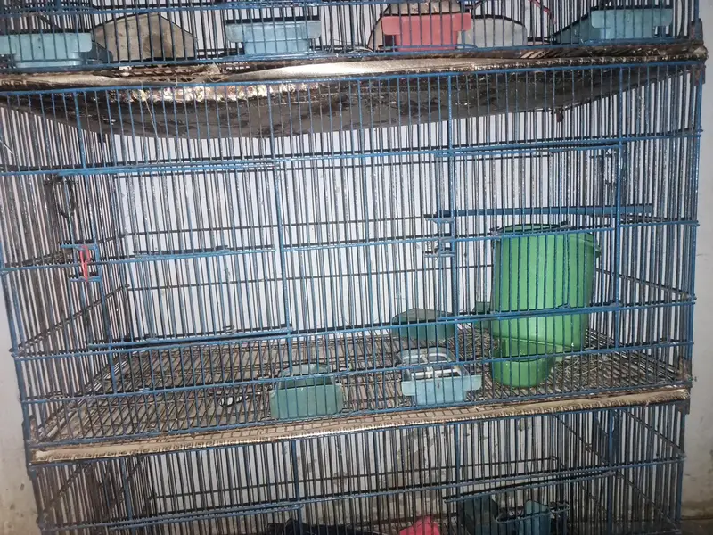 Cage for braids and Hans — photo 3