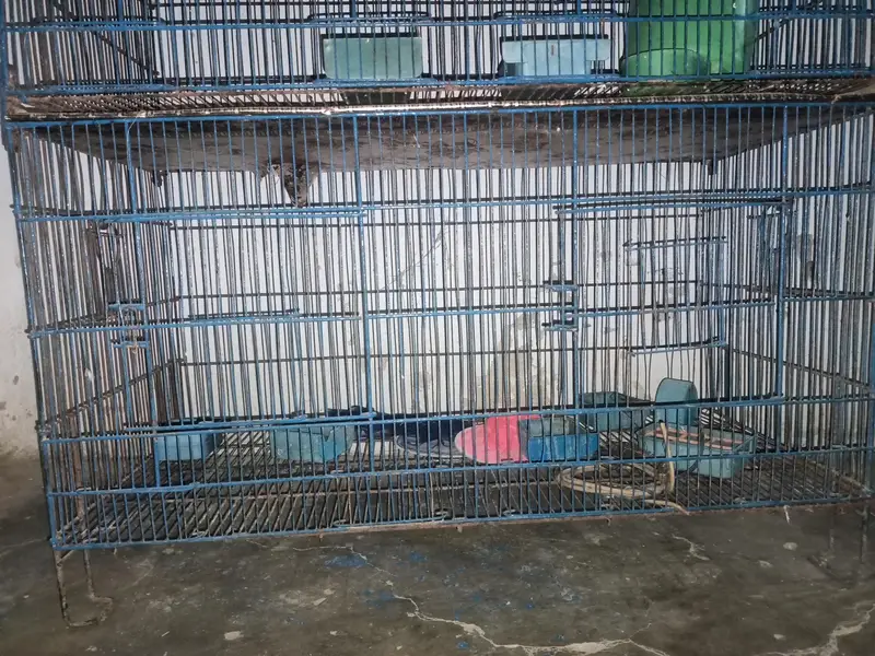 Cage for braids and Hans — photo 4
