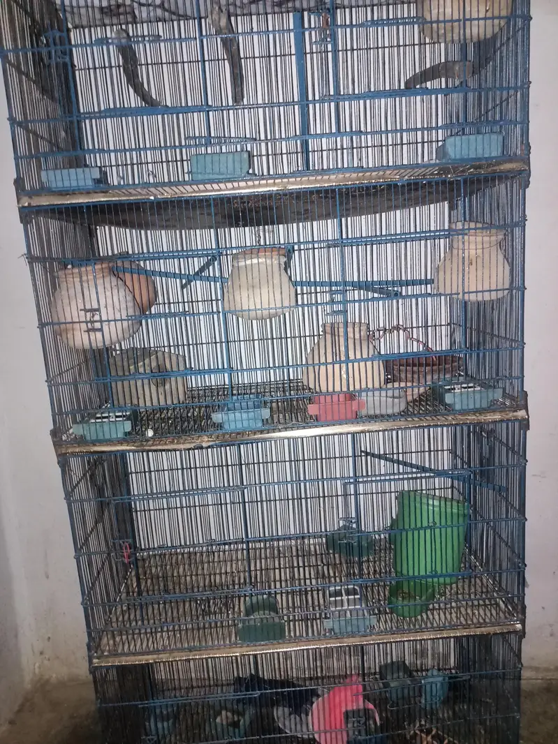 Cage for braids and Hans — photo 6