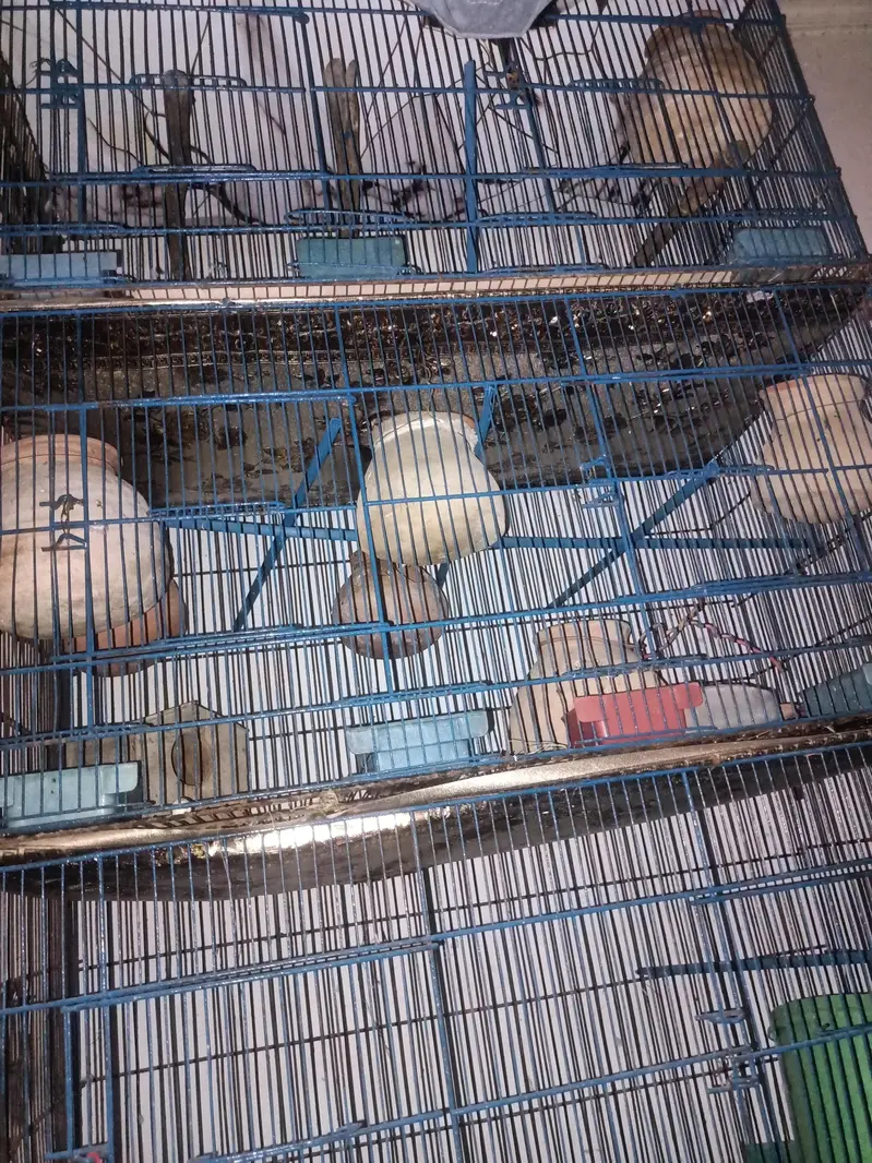 Cage for braids and Hans — photo 7