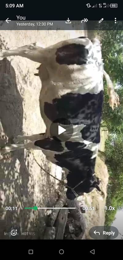 cow for sale