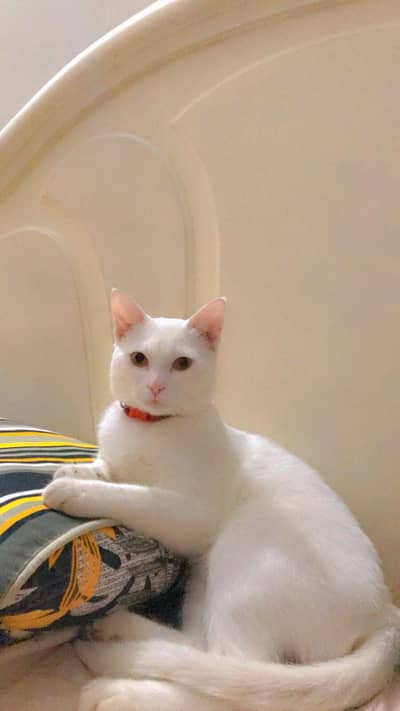 White persian cat