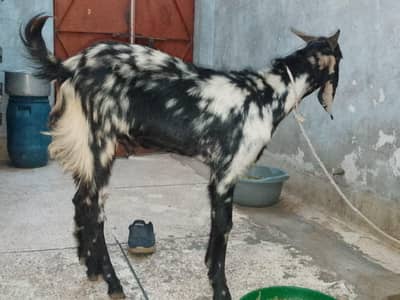 Bakra