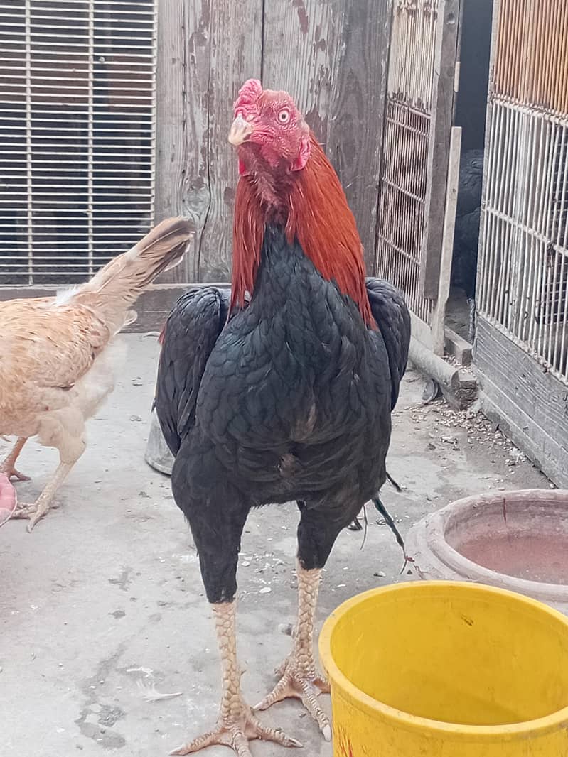 murga 0