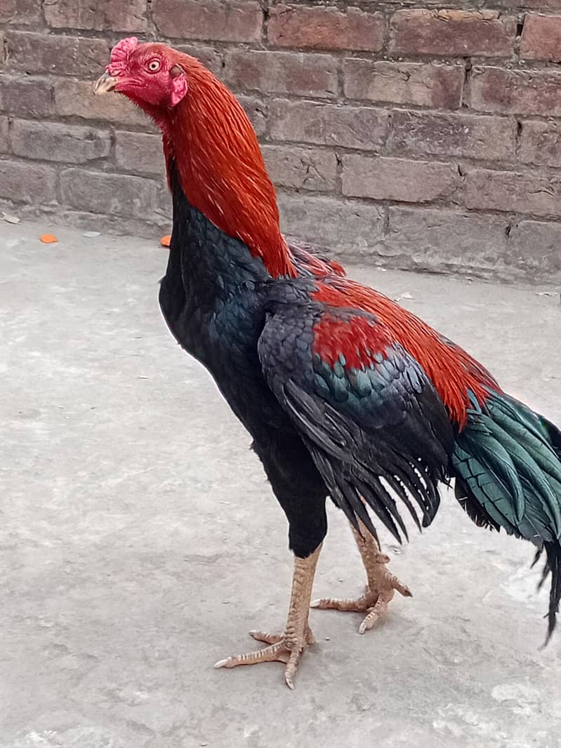 murga 1