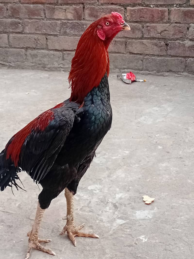 murga 2