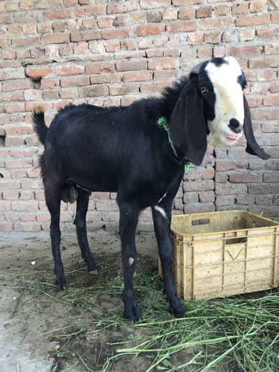 qurbani wala bakra