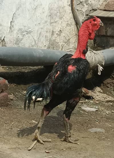 Imported blood line aseel murgha available
