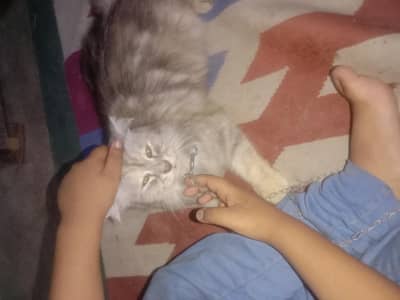 khubsurat cat