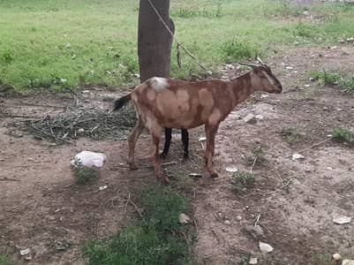 female goat