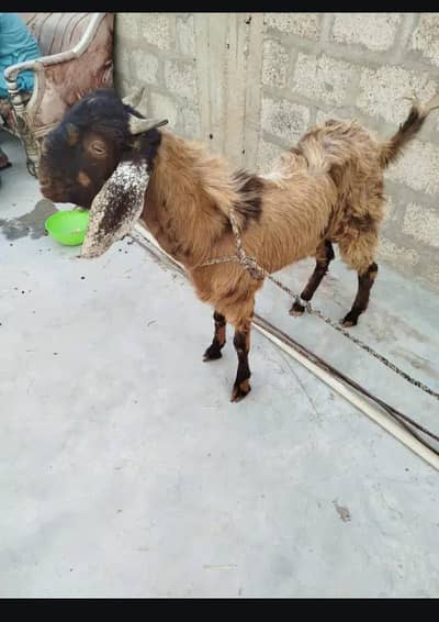 Goat for Sale today Offer