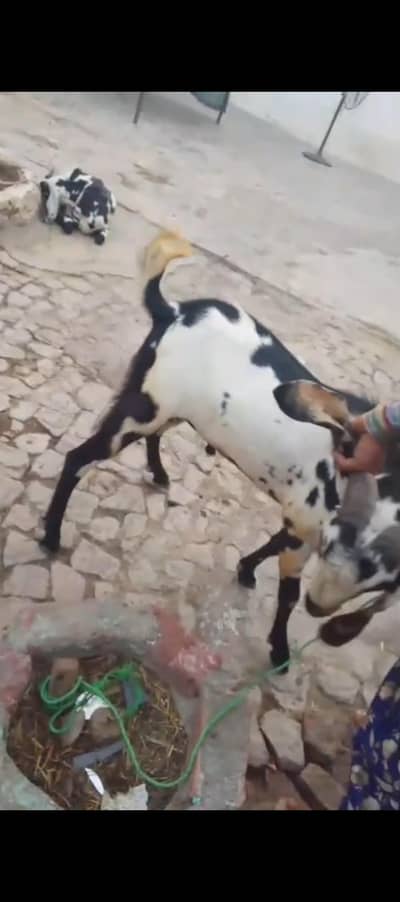 desi bakra for sale 75000
