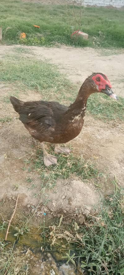 Muscovy male duck for sale,