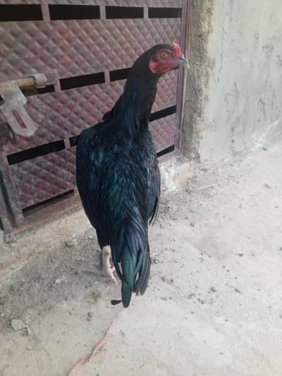 mushka phata